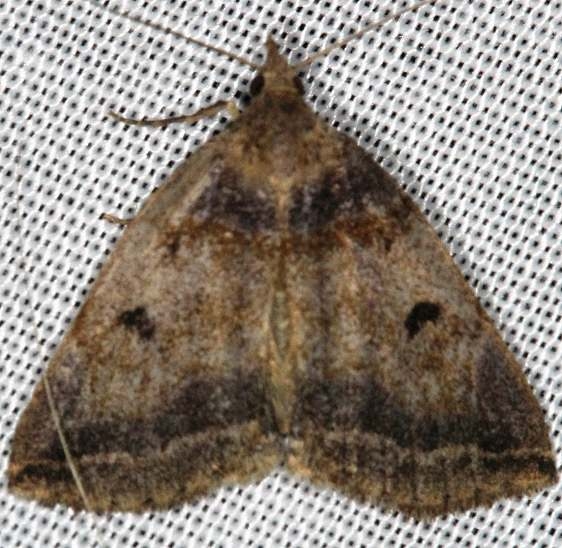 8345 Variable Zanclognatha Moth Lake of the Woods Ontario 7-19-16 (21a)_opt