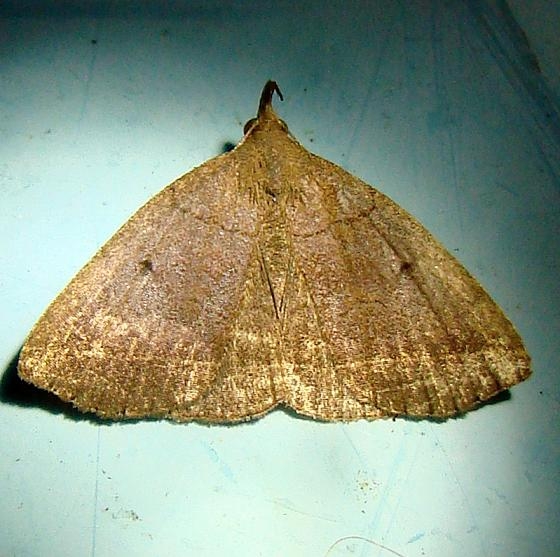 8347 Dark Zanclognatha Moth Kissimmee Lake St Pk 2-23-12