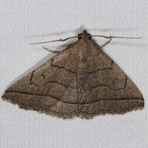 8347 Dark Zanclognatha moth Thunder Lake Mich 6-23-18 (18)_opt
