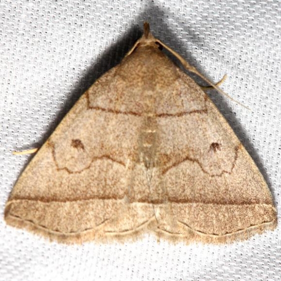 8351 Early Zanclognatha Moth Jenny Wiley St Pk 4-26-12