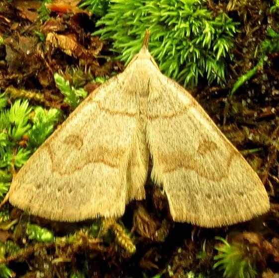 8355 Morbid Owlet Moth Rhoddy Cove Oh 5-16-13