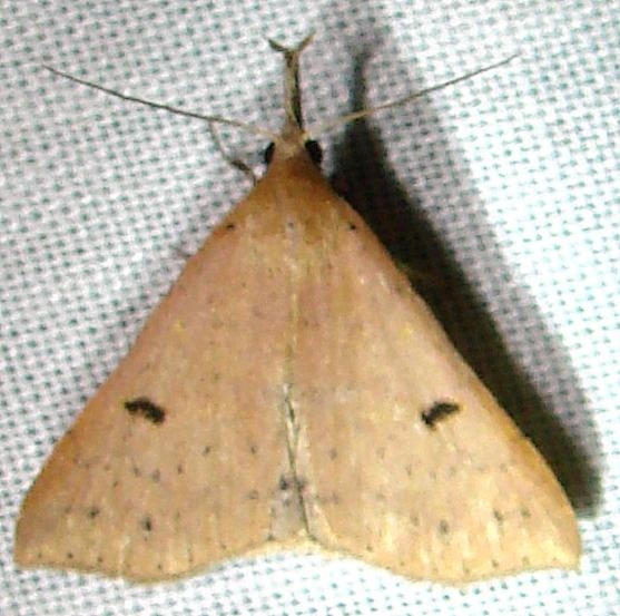 8356 Stone-winged Owlet Moth Kissimmee Prairie St Pk 3-10-12