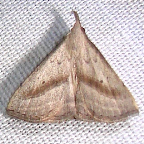8357.1 Twin-dotted Macrochilo Moth Kissimmee Prairie St Pk 3-10-12