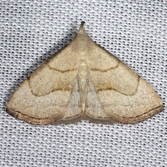 8358 Brown-lined Owlet Moth yard 8-6-13