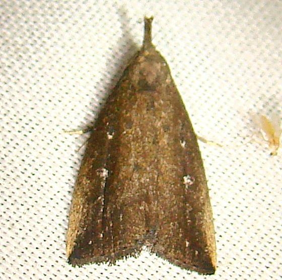 8360 Bronzy Macrochilo Moth Kissimmee Prairie St Pk 3-8-12