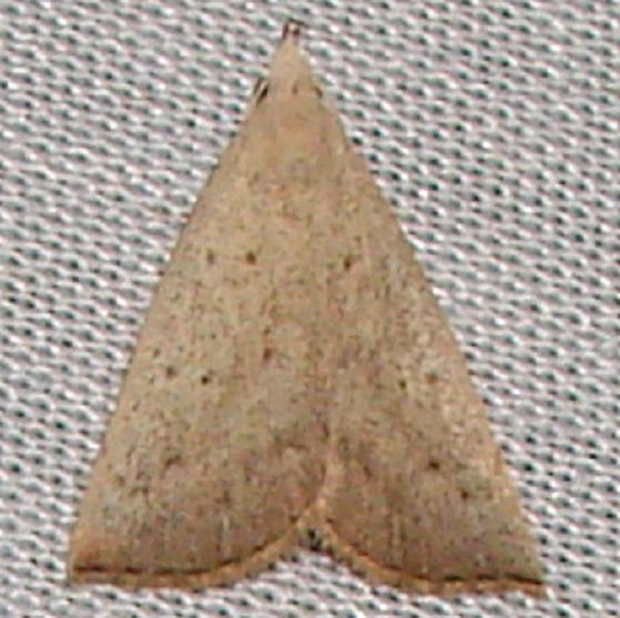 8361 Louisiana Macrochilo Moth Kissimmee Prairie St Pk 3-10-12