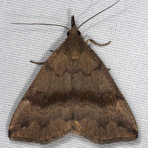8363 Dark Phalaenostola Moth yard 7-2-14