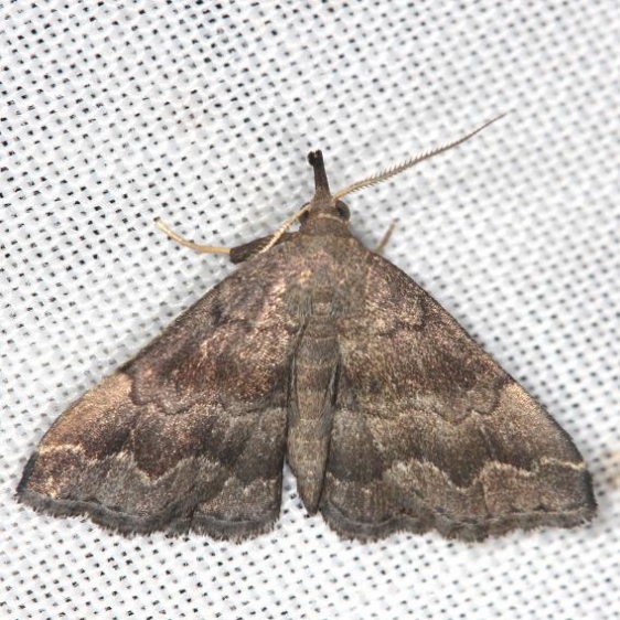 8364 Black-banded Owlet Moth yard 6-5-13
