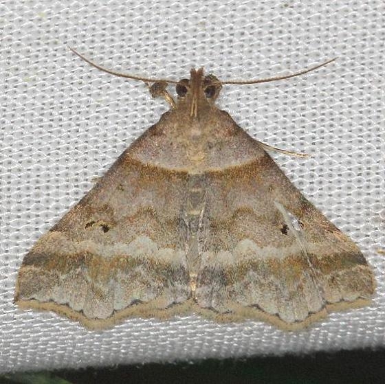 8365.97 Unidentified Phalaenostola Moth yard 5-29-13
