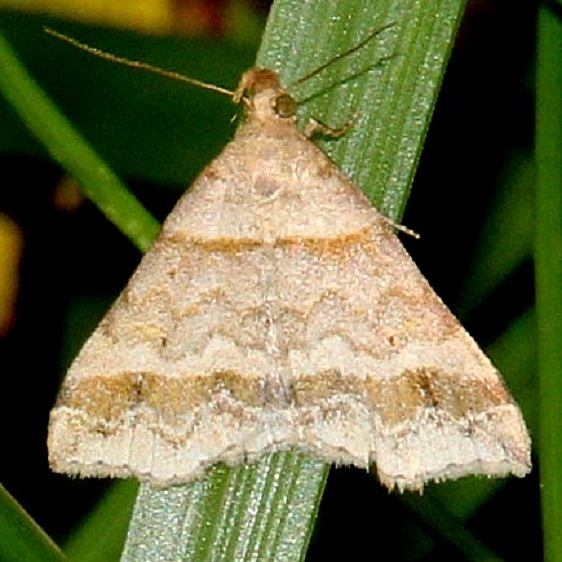 8365.97 Unidentified Phalaenostola Moth Denison Bio-Preserve Granville Oh 6-3-15