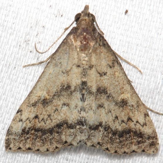 8368 Florida Tetanolita Moth Little Talbot Island St Pk 2-21-13