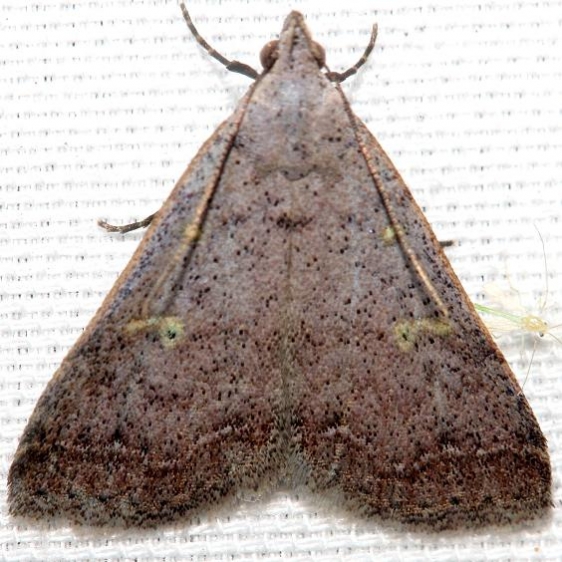8370 Bent-winged Owlet Moth Lake Kissimmee St Pk Fl 2-28-13
