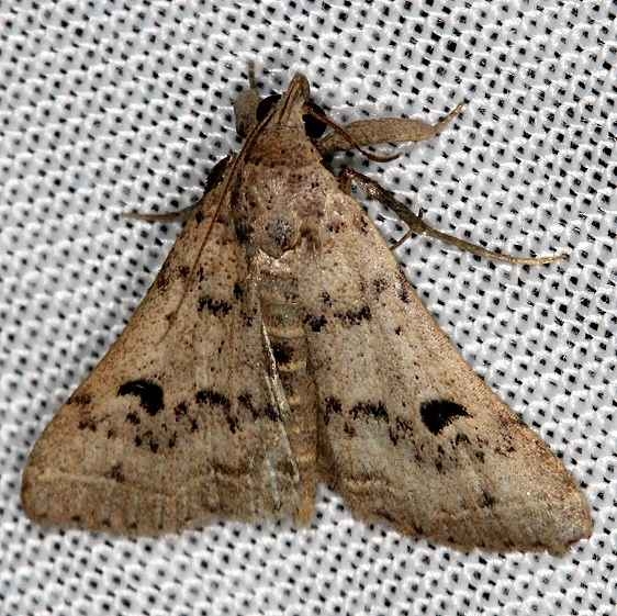 8370 Bent-winged Owlet Moth NABA Gardens Texas 11-3-13