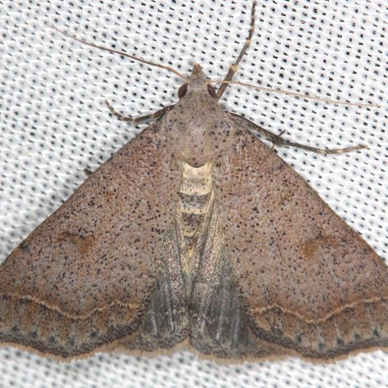 8370 Bent-winged Owlet Moth yard 5-29-13