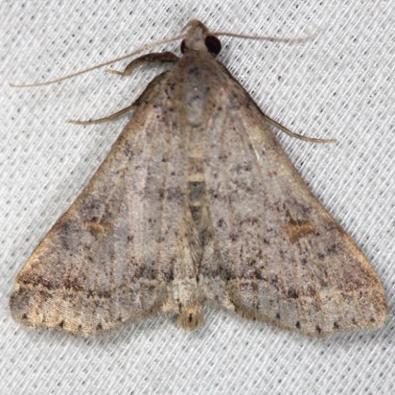 8370 Bent-winged Owlet Moth yard 6-2-13