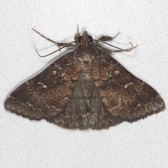 8376 Long-horned Owlet Moth Bader's house Palm Coast Fl 3-21-15