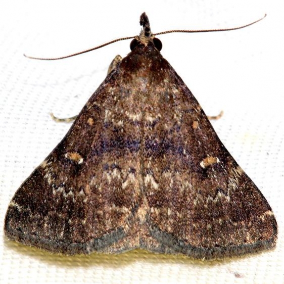 8376 Long-horned Owlet Moth Lake Kissimmee St Pk Fl 2-27-13