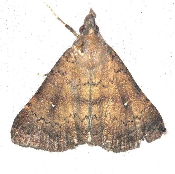 8378 Long-Horned Owlet Moth Mahogony Hammock 2-18-14