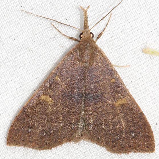 8381 Discolored Renia Moth Little Talbot Island State Pk Fl 2-19-13