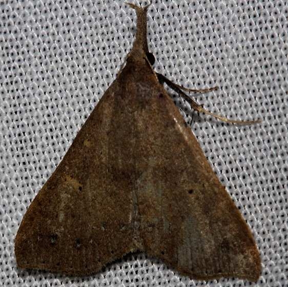 8385 Fraternal Renia Moth Kissimmee Prairie St Pk 3-11-13