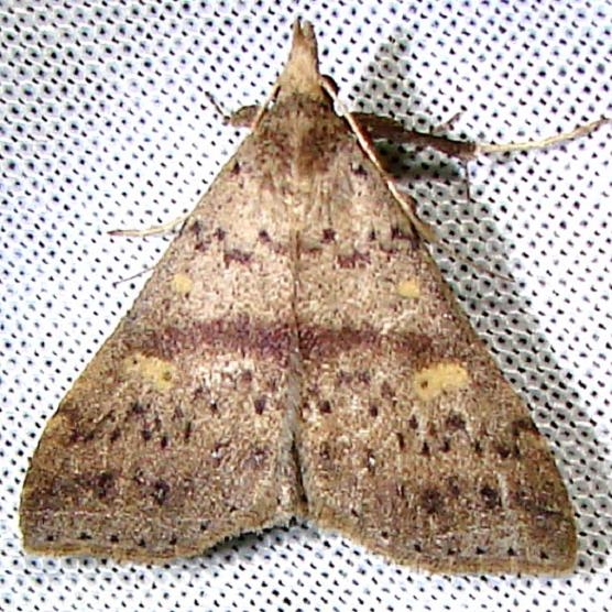 8386 Speckled Renia Moth Payne's Prairie St Park 3-20-12