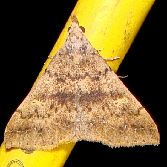 8387 Sober Renia Moth Juniper Springs Ocala Natl 3-13-12