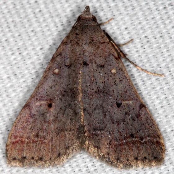 8389.97 Unidentified Renia Moth BG Paynes Prairie-St Pk Fl 3-14-21