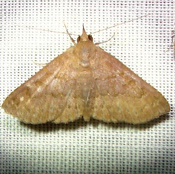 8391 Dotted Carteris Moth Kissimmee Lake St Pk 2-24-12