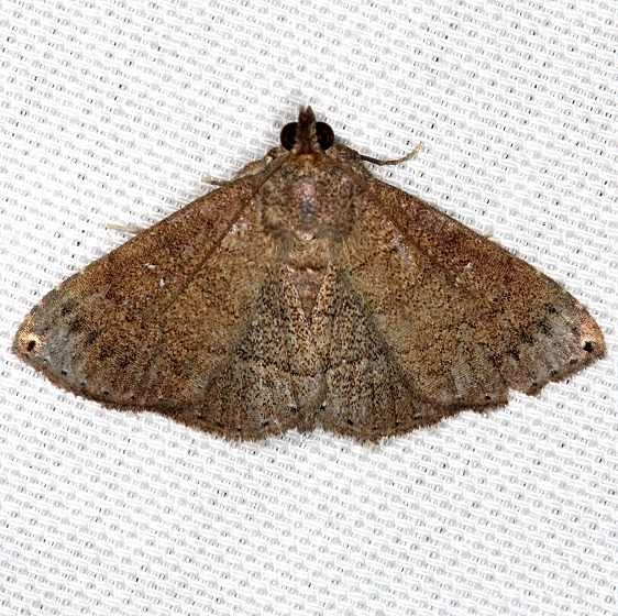8391 Dotted Carteris Moth Lucky Hammock Everglades 2-23-14