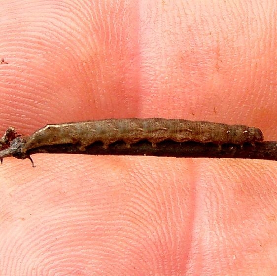 8393 Ambiguous Litter Moth Lascoria ambigualis Caterpillar on Dogbane Nancy green's Hocking Co 10-13-14