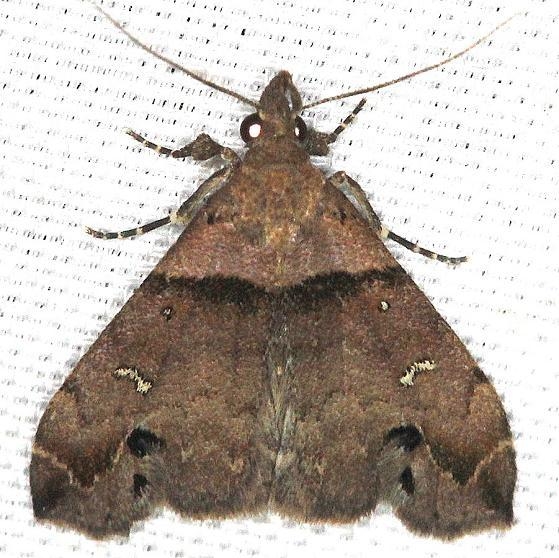 8393 Ambiguous Moth male yard 4-26-13