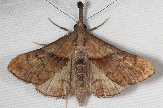 8397 Dark spotted Palthis Moth yard 9-15-19