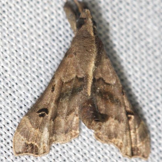 8397 Dark-spotted Palthis Moth yard 5-19-13