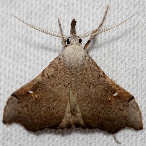 8401 White-spotted Redectis Moth Lake Kissimmee St Pk 3-1-13