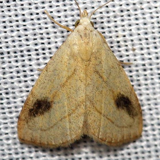 8404 Spotted Grass Moth yard 8-12-12