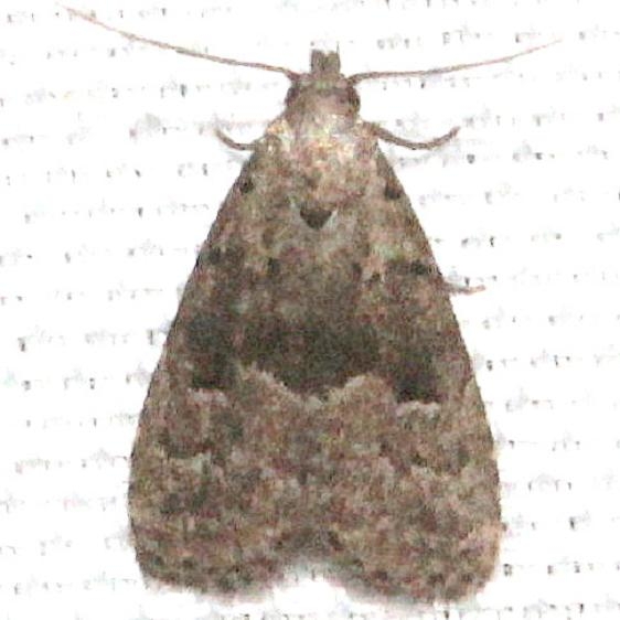 8420 Large Hypenodes Moth Mahogany Hammock Everglades Natl Pk 3-10-13