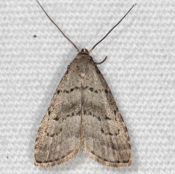 8421 Broken-line Hypenodes Moth yard 7-22-14