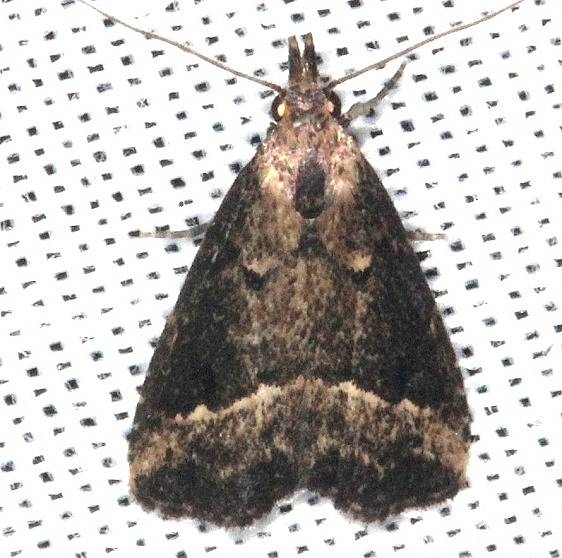 8431 Black-spotted Schrankia Moth Collier Seminole St Pk 2-25-14