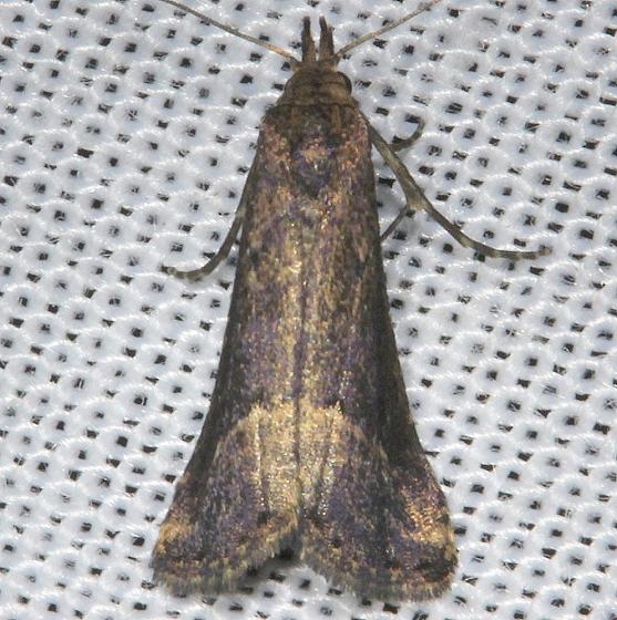 8431 Black-spotted chrankia Moth Hidden Lake Everglades Natl Pk 3-9-13