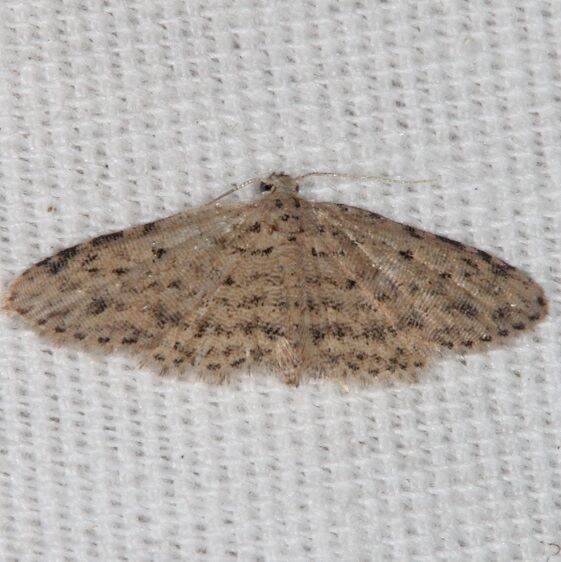 8435.3 Sigela lynx Moth BG Collier-Seminole St Pk Fl 3-4-21
