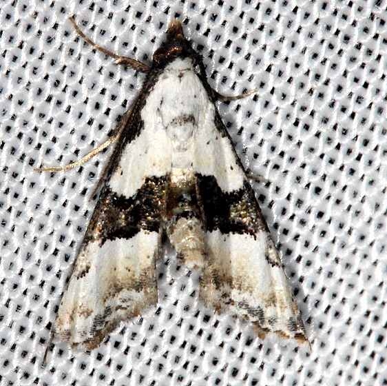 8440 Thin-winged Owlet Moth Collier Seminole St Pk 3-2-14