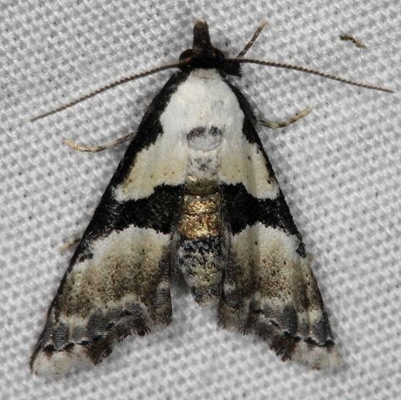 8440 Thin-winged Owlet Moth yard 6-5-14