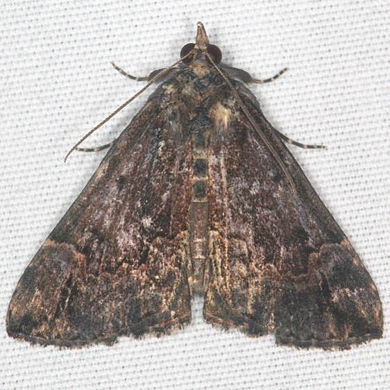 8442 Baltimore Bomolacha Moth Shawnee St Pk cabin 10-8-22-19