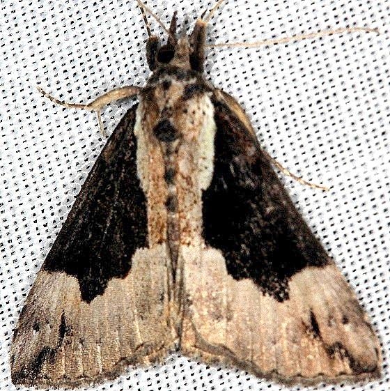 8442 Baltimore Snout Moth Thunder Lake Mich 6-21-13