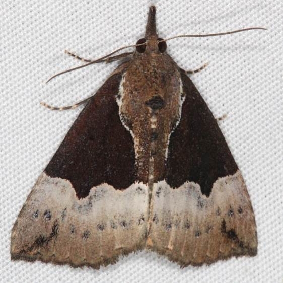 8443 Dimorphic Bomolocha Moth General Butler St Pk Ky 4-19-17_opt