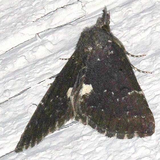 8443 Dimorthic Bomolocha Moth Carter Caves St Pk Ky 4-24-19