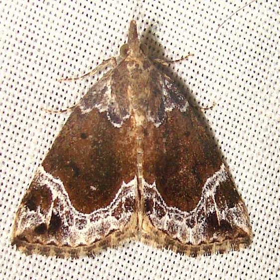 8445 White-lined Bomolocha Moth Jenny Wiley Ky 4-26-12