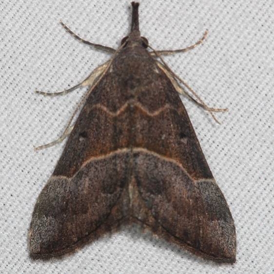 8446 Deceptive Bomolacha Moth Thunder Lake Mich 6-23-18 (60)_opt