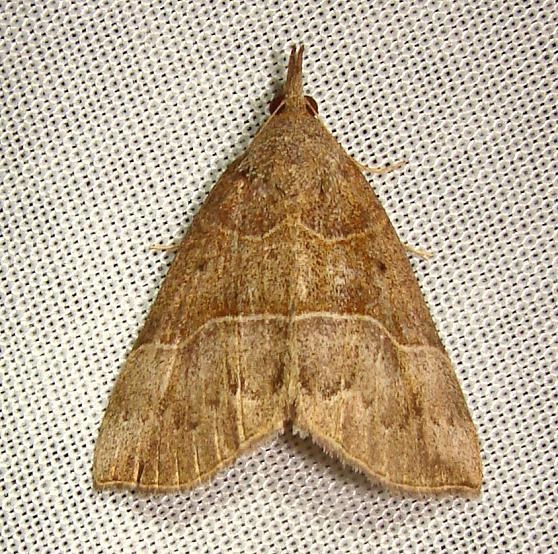 8446 Deceptive Bomolocha Moth Jenny Wiley Ky 4-26-12