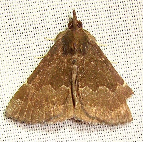 8448 Sordid Bomolacha Moth Jenny Wiley Ky 4-26-12